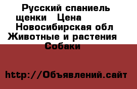 Русский спаниель щенки › Цена ­ 3 000 - Новосибирская обл. Животные и растения » Собаки   